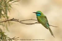 Včelárik arabský - Merops cyanophrys - Arabian Green Bee-eater