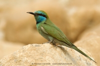 Včelárik arabský - Merops cyanophrys - Arabian Green Bee-eater