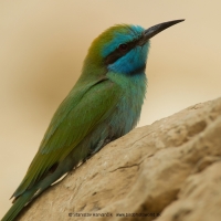 Včelárik arabský - Merops cyanophrys - Arabian Green Bee-eater