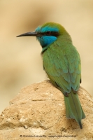 Včelárik arabský - Merops cyanophrys - Arabian Green Bee-eater