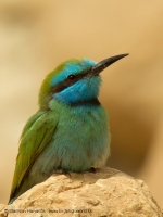 Včelárik arabský - Merops cyanophrys - Arabian Green Bee-eater