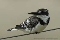 Rybárec strakatý - Ceryle rudis - Pied Kingfisher