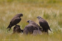 Sokol rároh - Falco cherrug - Saker Falcon