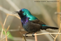 Nektárovka križiacka - Cinnyris osea - Palestine Sunbird