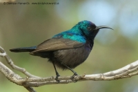 Nektárovka križiacka - Cinnyris osea - Palestine Sunbird