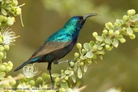 Nektárovka križiacka - Cinnyris osea - Palestine Sunbird