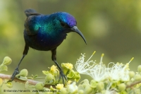 Nektárovka križiacka - Cinnyris osea - Palestine Sunbird