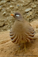 Čiľ piesočný - Ammoperdix heyi - Sand Partridge