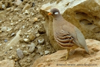 Čiľ piesočný - Ammoperdix heyi - Sand Partridge