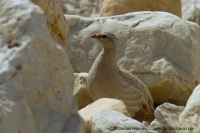 Čiľ piesočný - Ammoperdix heyi - Sand Partridge