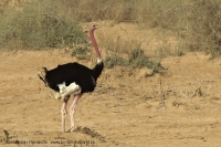 Pštros dvojprstý - Struthio camelus - Common Ostrich