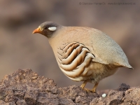 Čiľ piesočný - Ammoperdix heyi - Sand Partridge