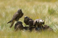 Sokol rároh - Falco cherrug - Saker Falcon