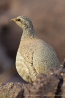 Čiľ piesočný - Ammoperdix heyi - Sand Partridge