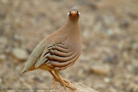 Čiľ piesočný - Ammoperdix heyi - Sand Partridge