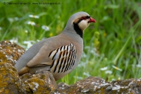 Kuropta čukar - Alectoris chukar - Chukar