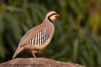 Kuropta čukar - Alectoris chukar - Chukar