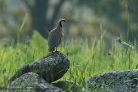 Kuropta čukar - Alectoris chukar - Chukar