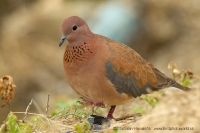 Hrdlička malá - Spilopelia senegalensis - Laughing Dove