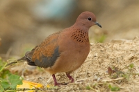 Hrdlička malá - Spilopelia senegalensis - Laughing Dove