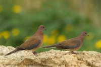 Hrdlička malá - Spilopelia senegalensis - Laughing Dove
