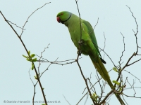 Alexander malý - Psittacula krameri - Rose-ringed Parakeet