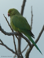 Alexander malý - Psittacula krameri - Rose-ringed Parakeet