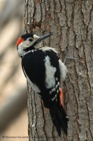 Ďateľ hnedkavý - Dendrocopos syriacus - Syrian Woodpecker