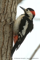 Ďateľ hnedkavý - Dendrocopos syriacus - Syrian Woodpecker