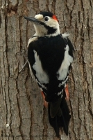 Ďateľ hnedkavý - Dendrocopos syriacus - Syrian Woodpecker
