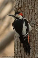 Ďateľ hnedkavý - Dendrocopos syriacus - Syrian Woodpecker