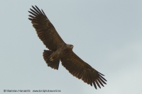 Orol krikľavý - Aquila pomarina - Lesser Spotted Eagle