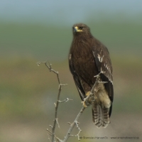 Orol hrubozobý - Aquila clanga - Greater Spotted Eagle