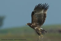 Orol hrubozobý - Aquila clanga - Greater Spotted Eagle