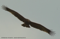 Orol hrubozobý - Aquila clanga - Greater Spotted Eagle