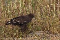 Orol hrubozobý - Aquila clanga - Greater Spotted Eagle
