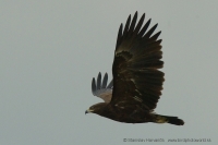 Orol hrubozobý - Aquila clanga - Greater Spotted Eagle