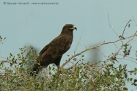 Orol hrubozobý - Aquila clanga - Greater Spotted Eagle