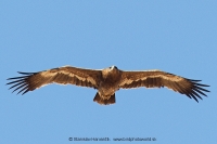 Orol stepný - Aquila nipalensis - Steppe Eagle