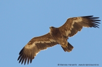 Orol stepný - Aquila nipalensis - Steppe Eagle