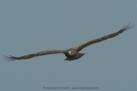 Hadiar krátkoprstý - Circaetus gallicus - Short-toed Eagle