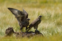 Sokol rároh - Falco cherrug - Saker Falcon