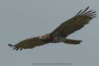Hadiar krátkoprstý - Circaetus gallicus - Short-toed Eagle