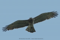 Hadiar krátkoprstý - Circaetus gallicus - Short-toed Eagle