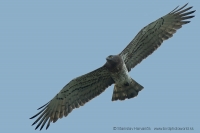 Hadiar krátkoprstý - Circaetus gallicus - Short-toed Eagle