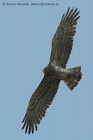 Hadiar krátkoprstý - Circaetus gallicus - Short-toed Eagle