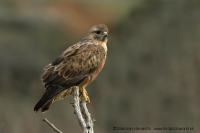 Myšiak líščí - Buteo buteo vulpinus - Steppe Buzzard