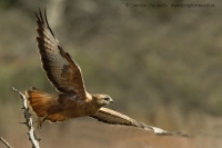 Myšiak líščí - Buteo buteo vulpinus - Steppe Buzzard