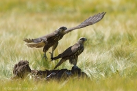 Sokol rároh - Falco cherrug - Saker Falcon