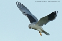Luniak sivý - Elanus caeruleus - Black-winged Kite